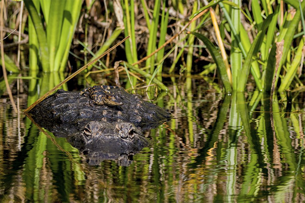 Photograph by Светлана Барабанщикова
