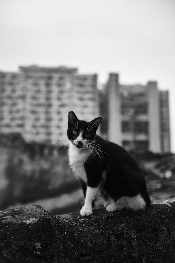 Photograph by Henry Godines