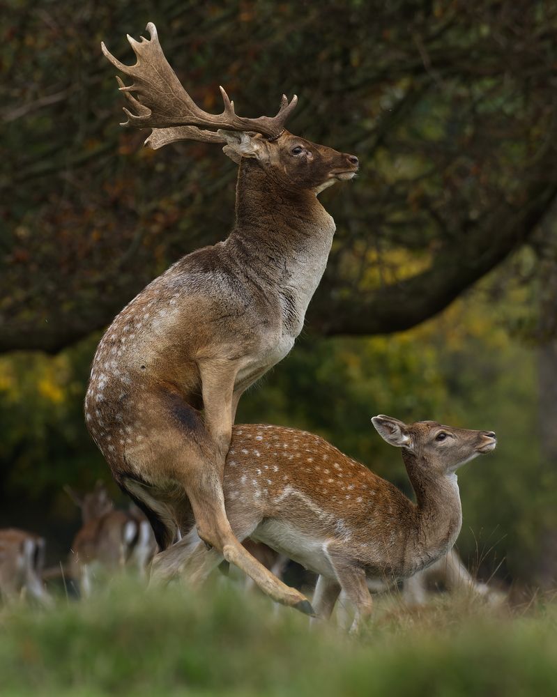 Photograph by bacardisopot