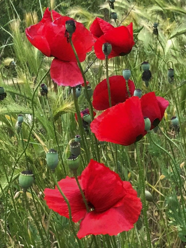 Poppies in the field