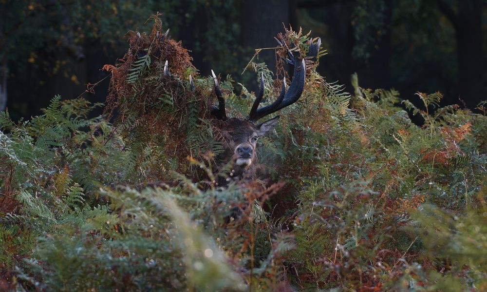 Фотография автора Kowalski Jaroslaw