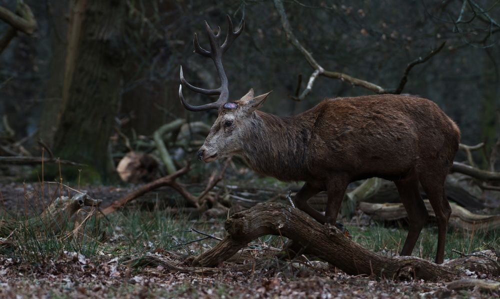 Фотография автора Kowalski Jaroslaw