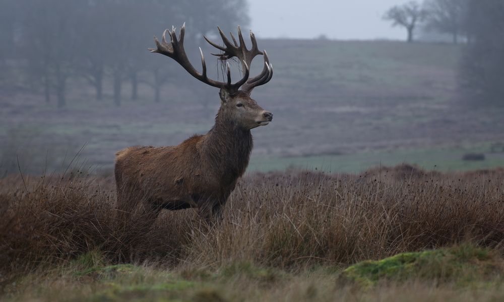 Фотография автора Kowalski Jaroslaw