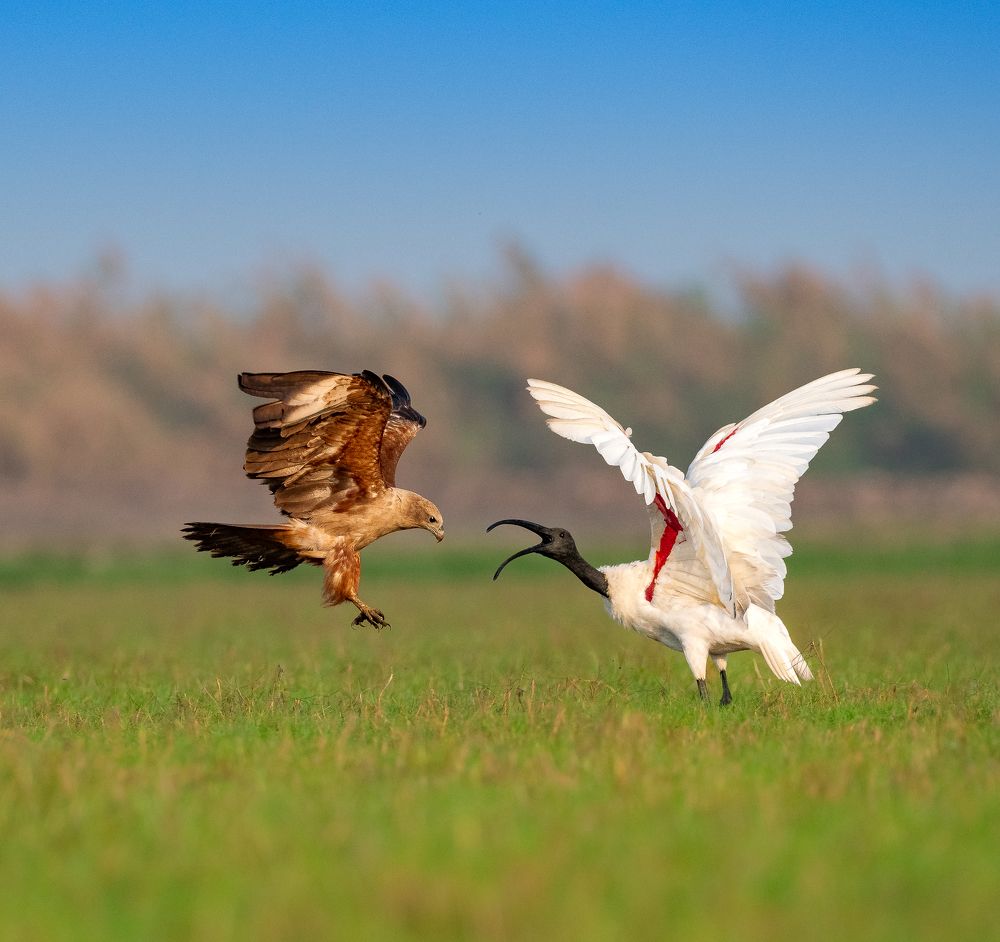 Фотография автора Mainak Halder