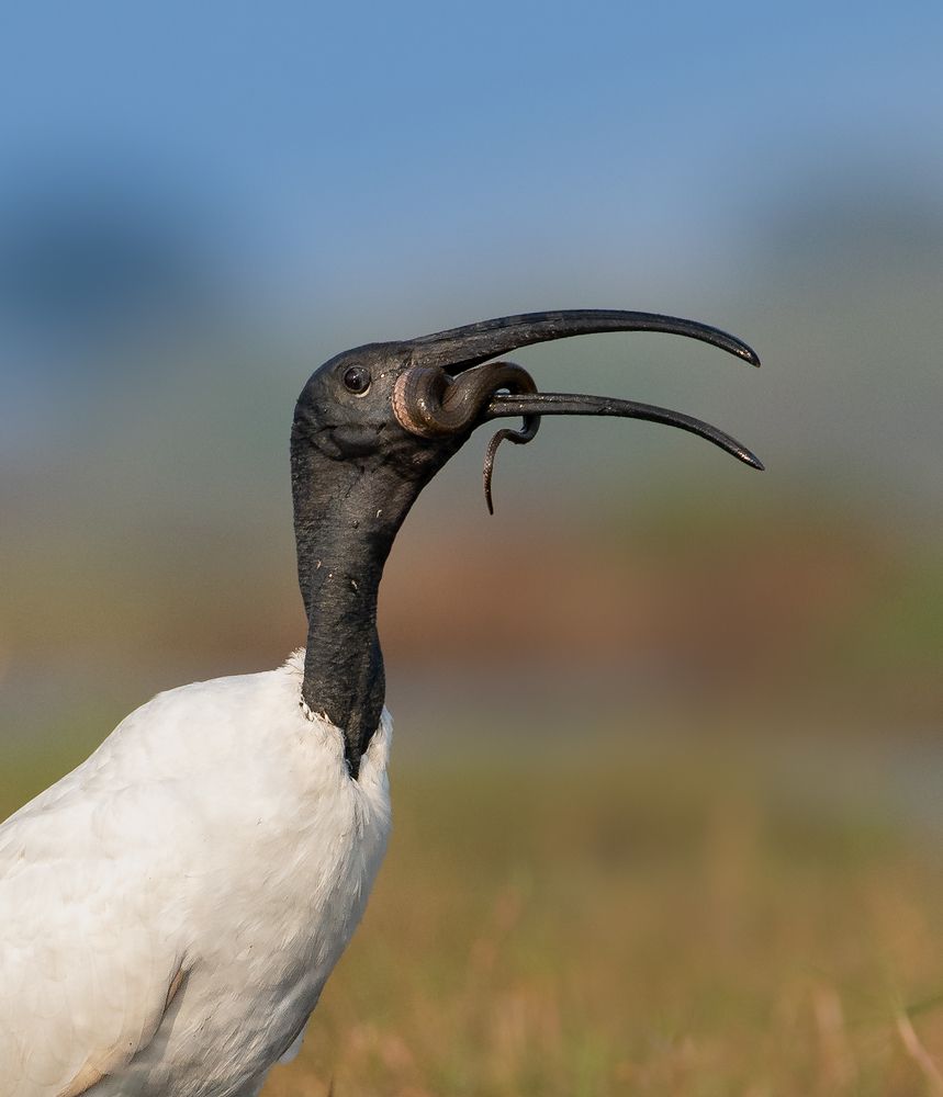 Фотография автора Mainak Halder