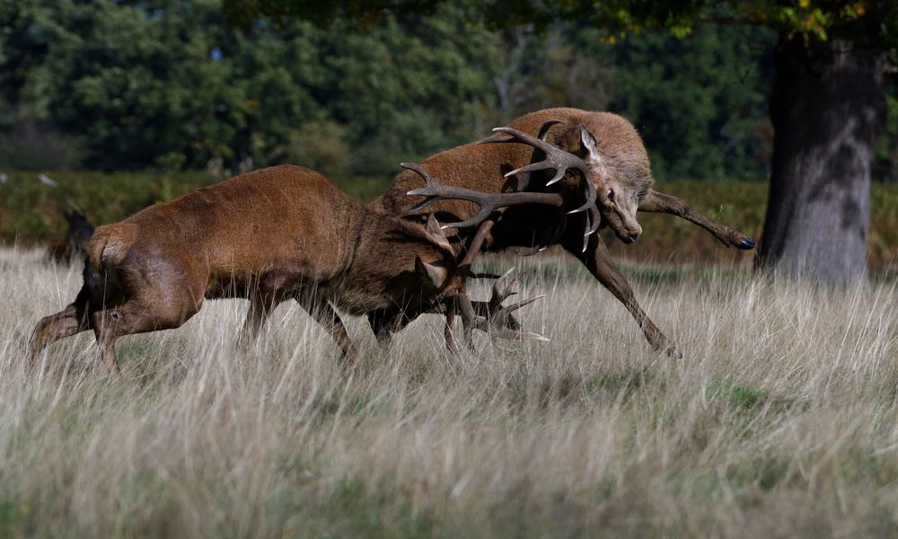Фотография автора Kowalski Jaroslaw