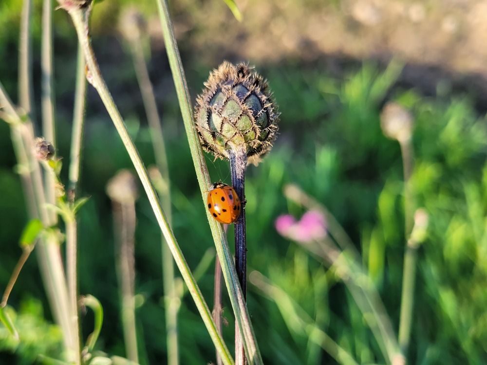Божья коровка на васильке