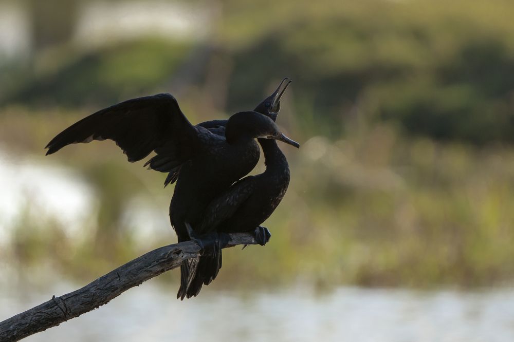 Photograph by Gurvinder Chhabra