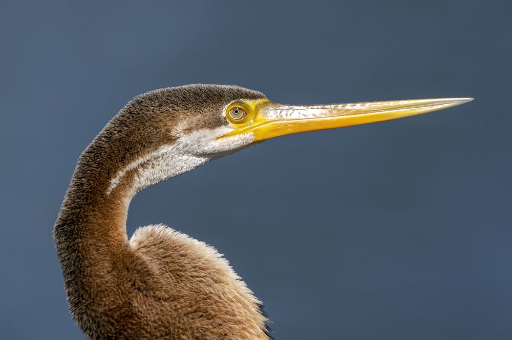 Photograph by Gurvinder Chhabra