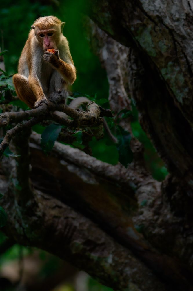 Photograph by Kanujan Singarajah