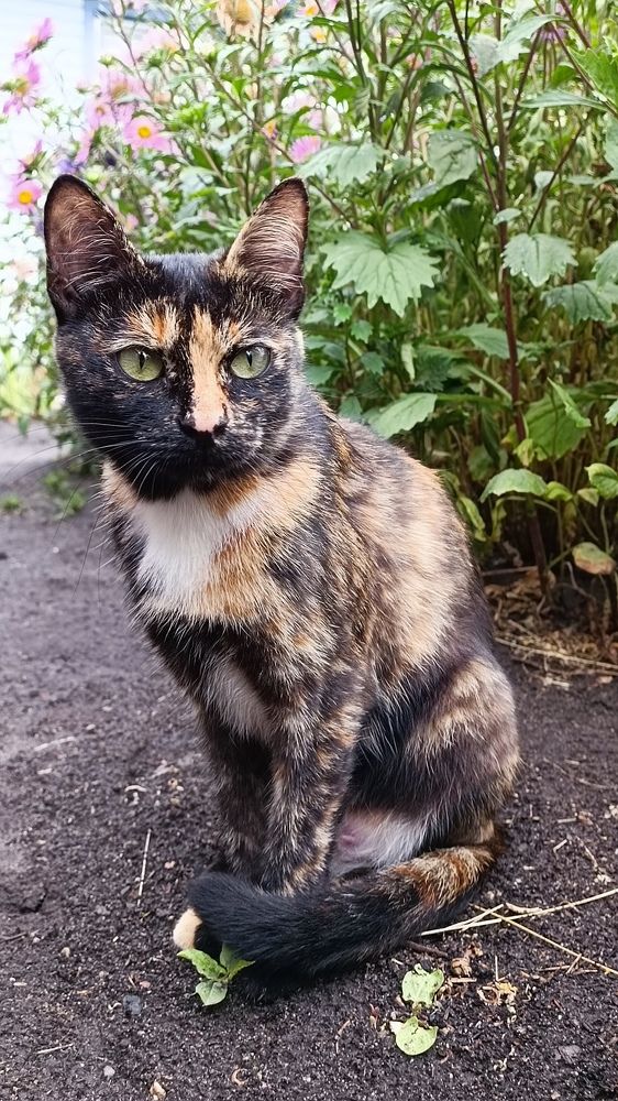 Во саду ли, в огороде