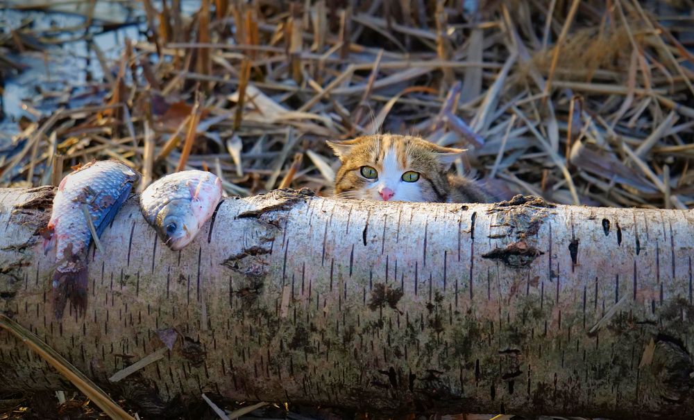 Photograph by Оксана Архипова