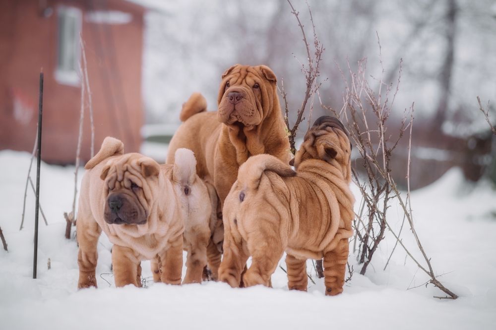 Photograph by Елена Раздвилова