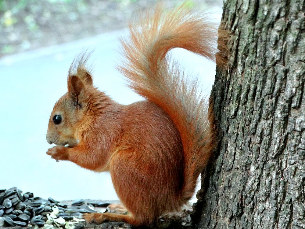 Молодая белочка трапезничает