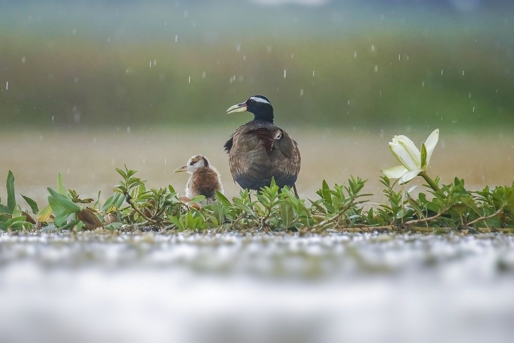 Photograph by Ritam Biswas