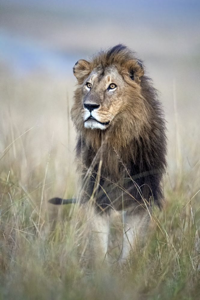 "Portrait of the Lion king"