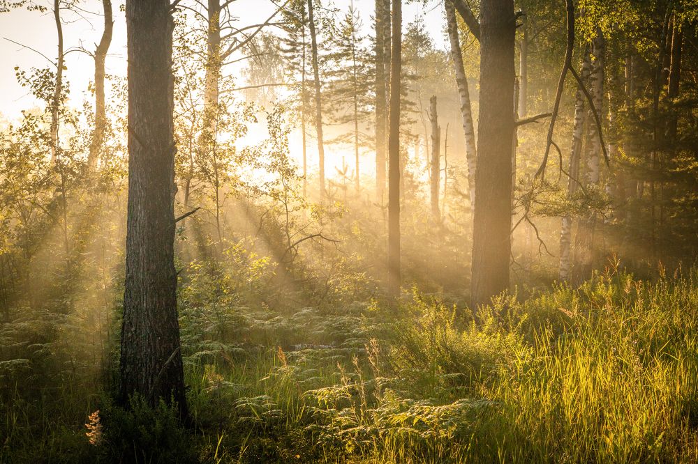 Photograph by Дмитрий Черепков