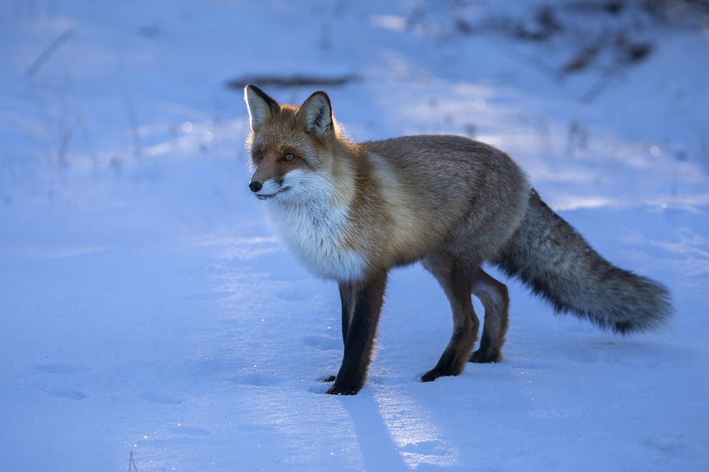 Photograph by Татьяна Борисова