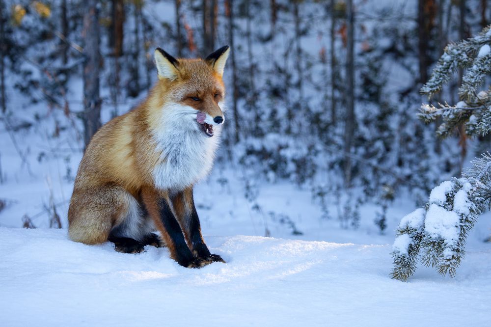 Photograph by Татьяна Борисова