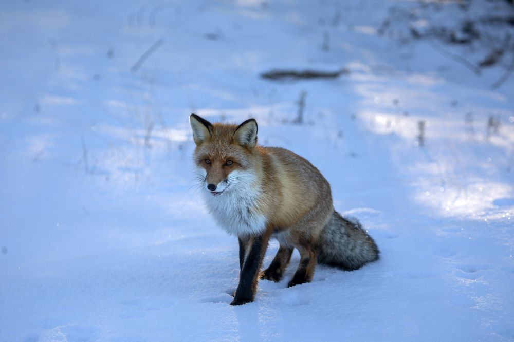 Photograph by Татьяна Борисова