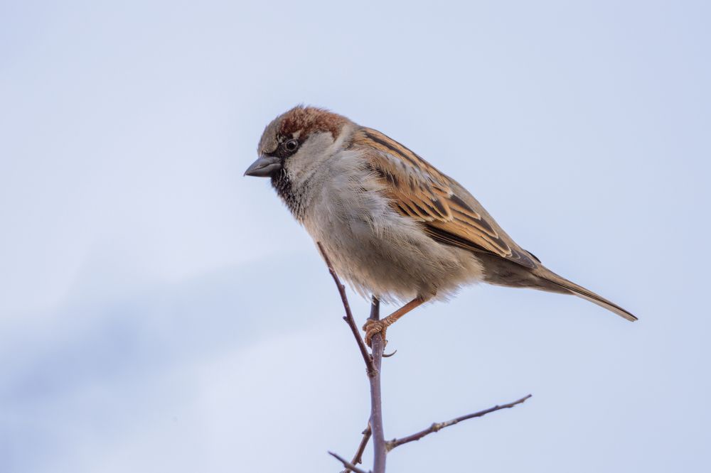 bird sparrow