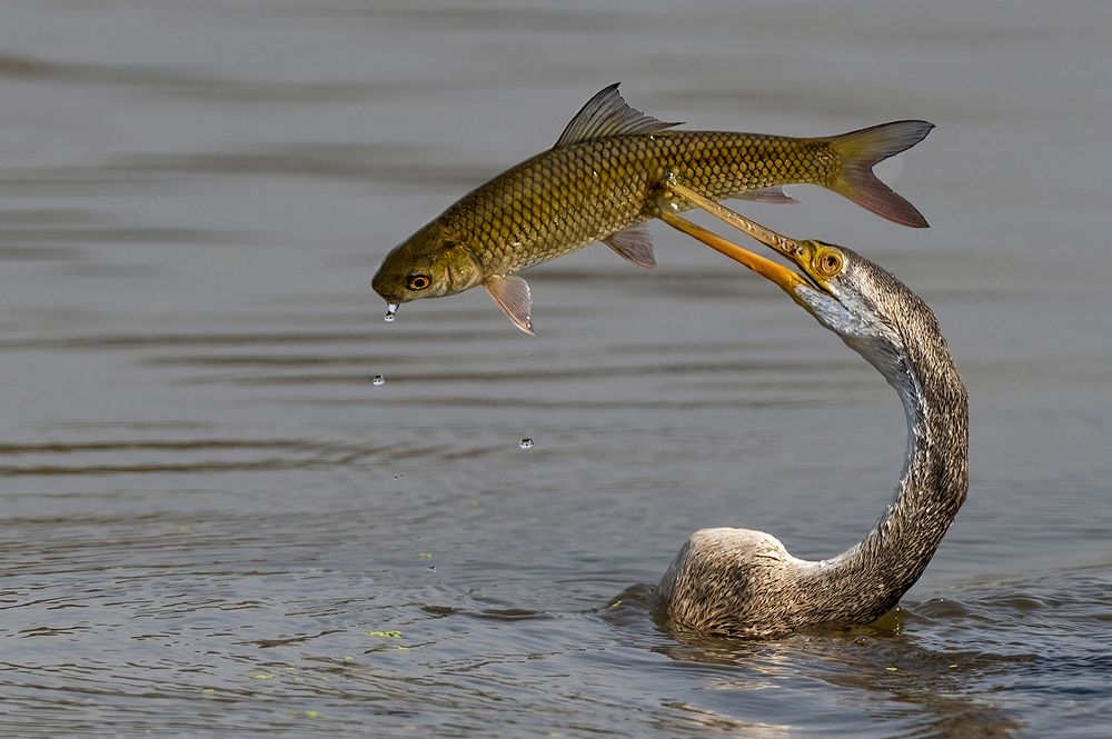 Photograph by Mrinal Sen