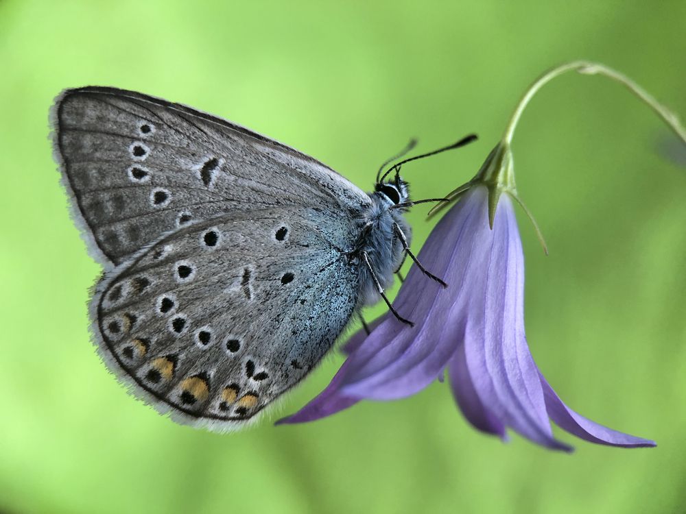 Голубянка и цветок