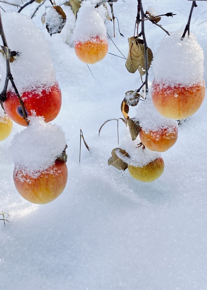 Фотография автора ГУЗАЛИЯ ГАНИЕВА