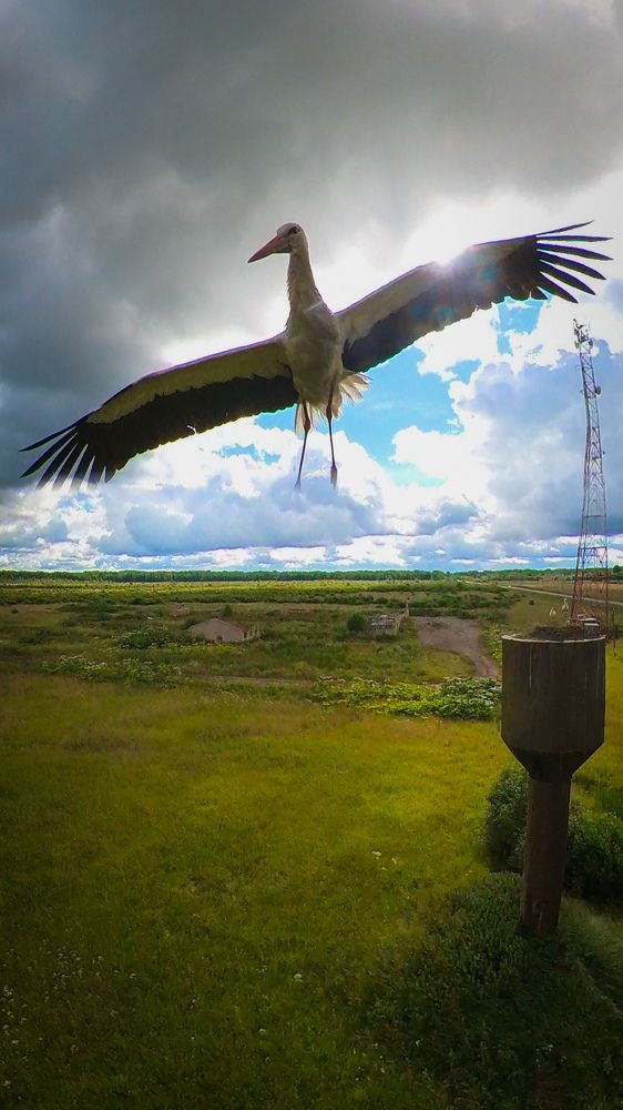 Мама аист в полёте