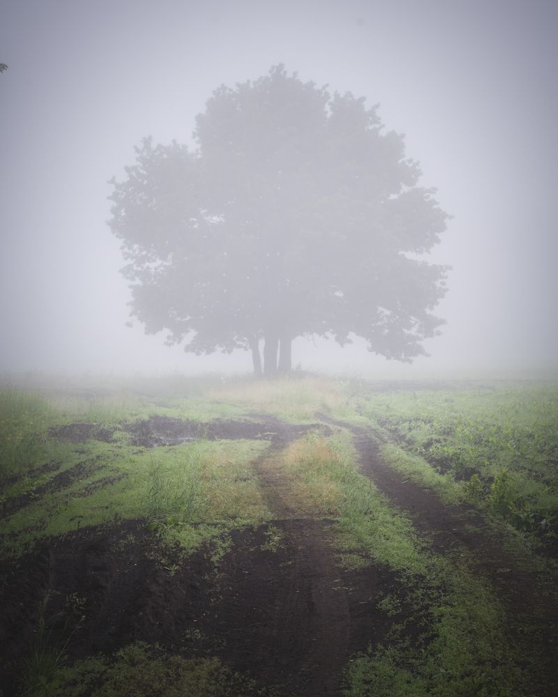 Фотография автора Тимофей Трямкин