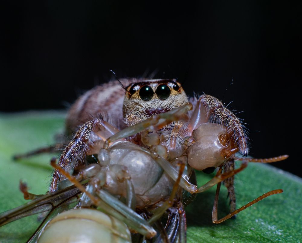 Фотография автора Laddu Sasindu Pramuditha De Silva