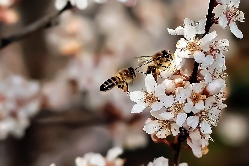 Bees collecting flowers