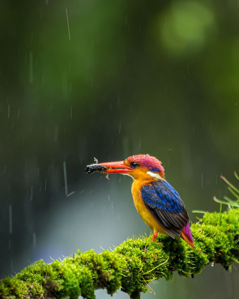 Photograph by Ankit Bhatta