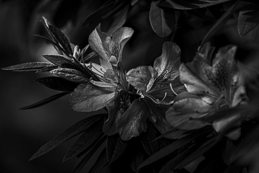 Photograph by Андрей