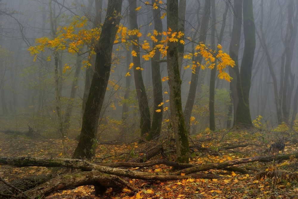 Туманное утро