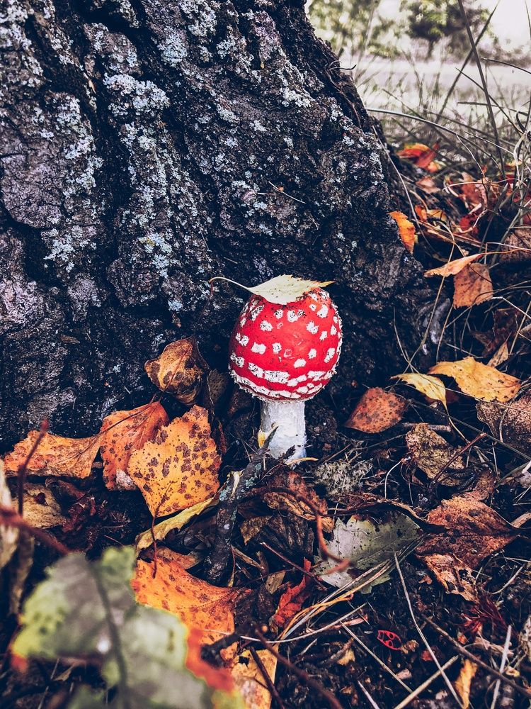 Photograph by Елена Твардовськая