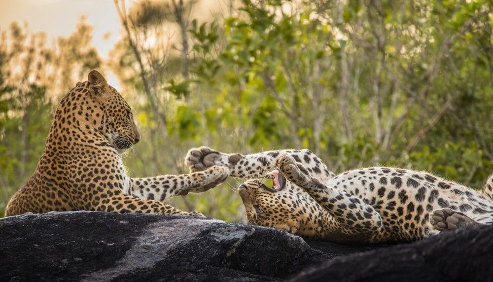 Brothers and sisters are as close as hands and feet