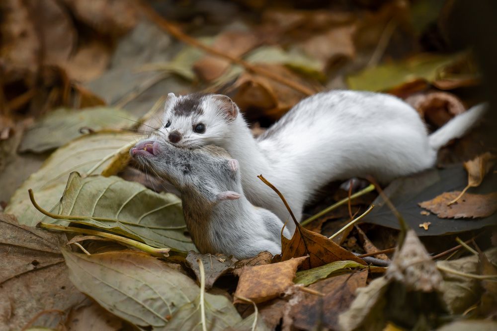 Photograph by Антон Науменко