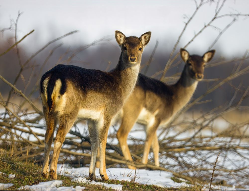 Фотография автора Sebastian Popa