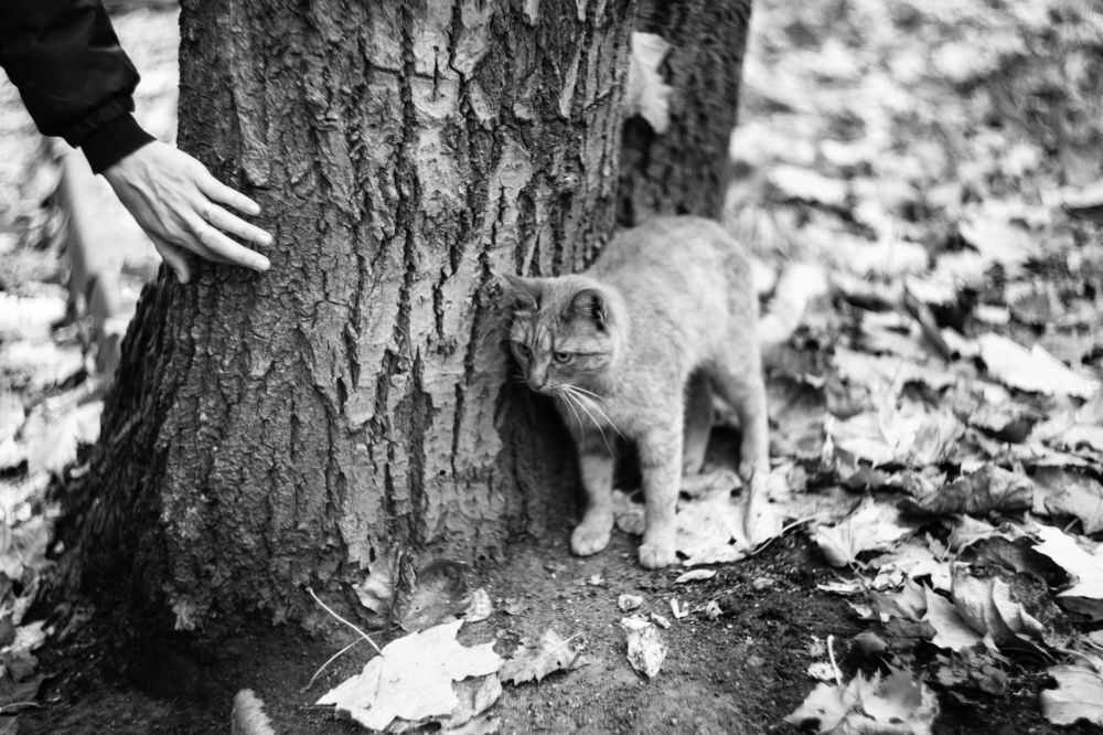 Photograph by Кирилл Трушин