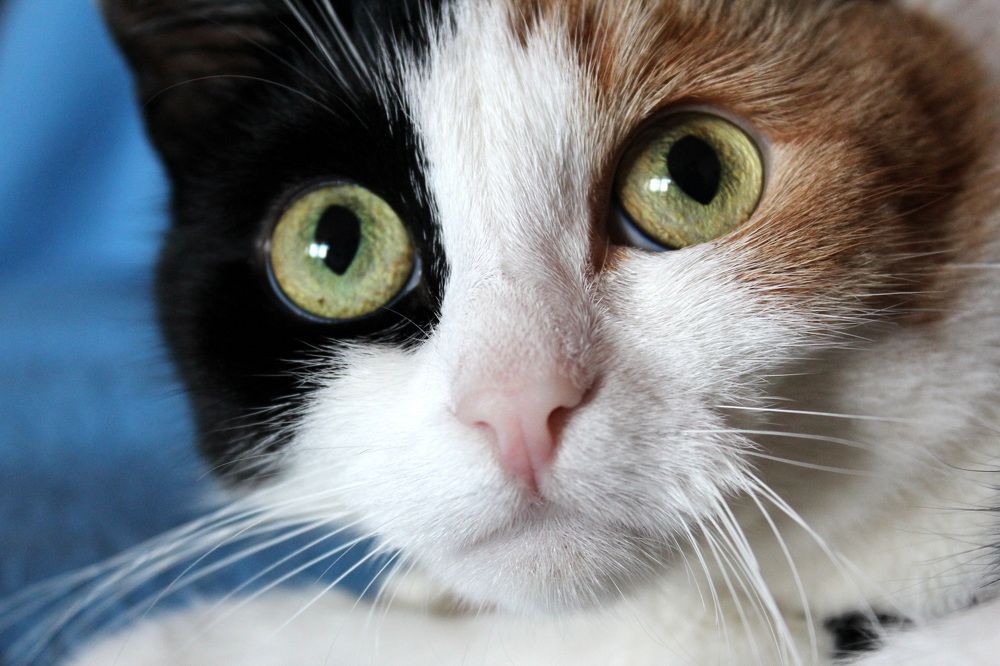 Фотография автора Колосова Елена