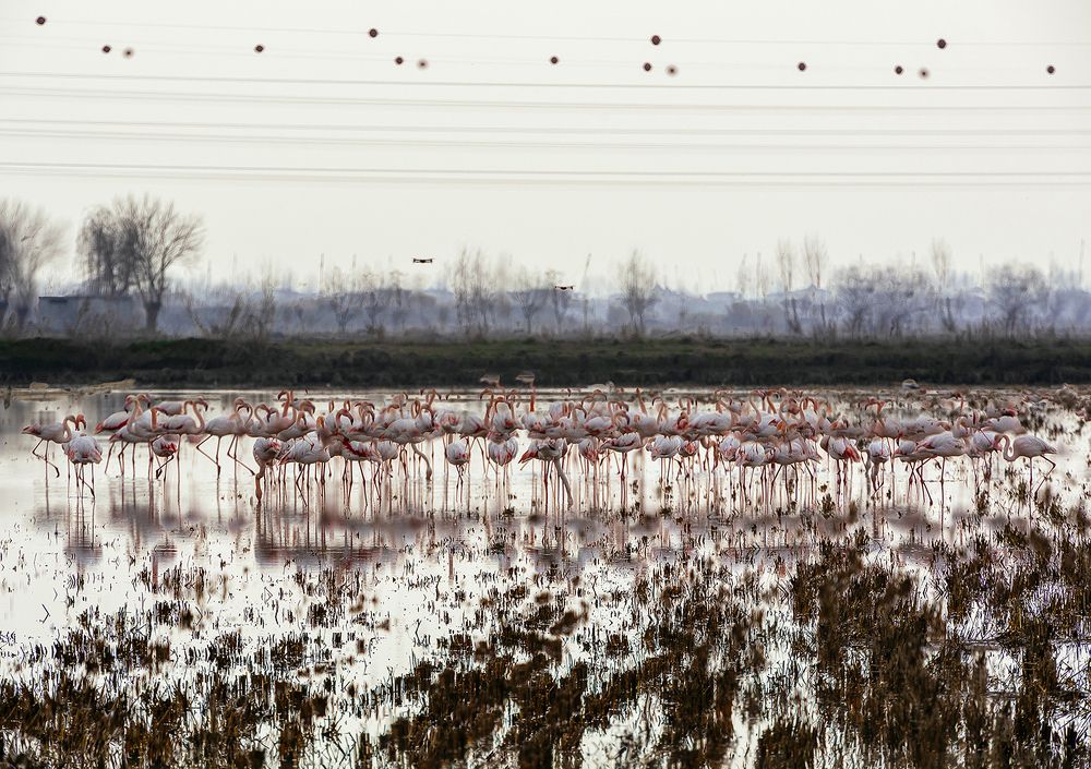 Photograph by sara shafigh