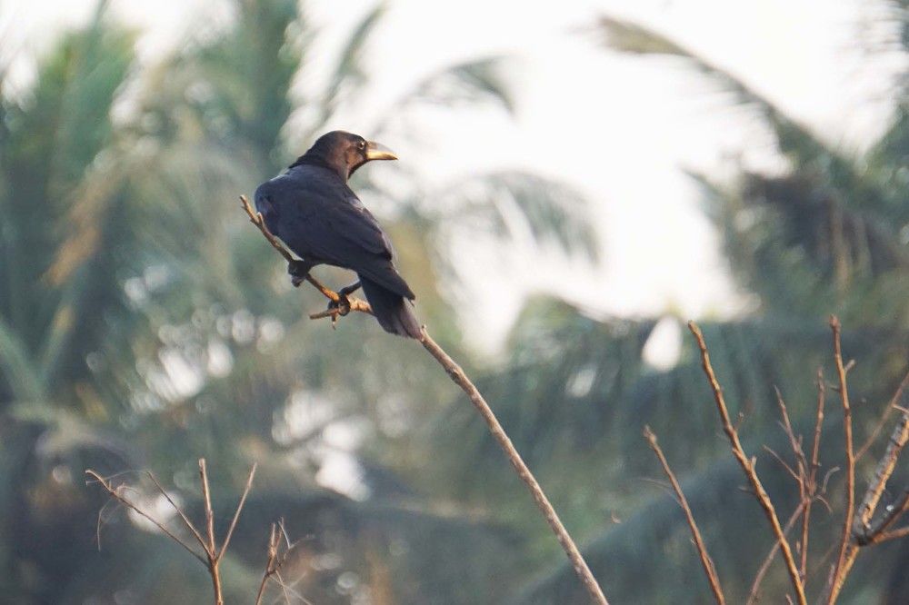 Photograph by Prabhu Viswanathan