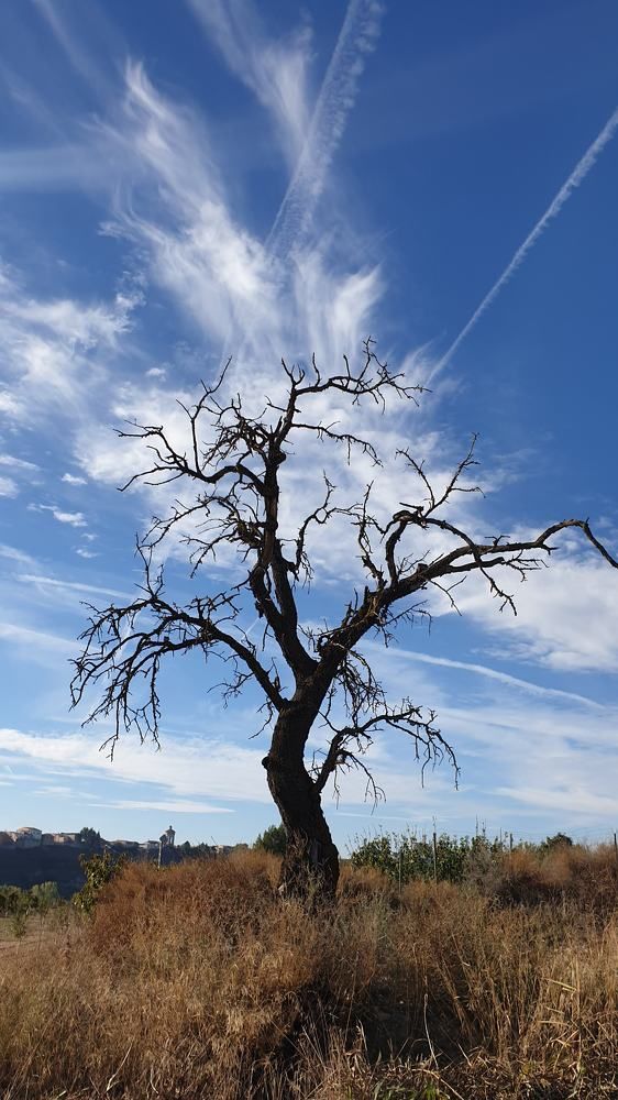 Фотография автора Альона Сорокіна