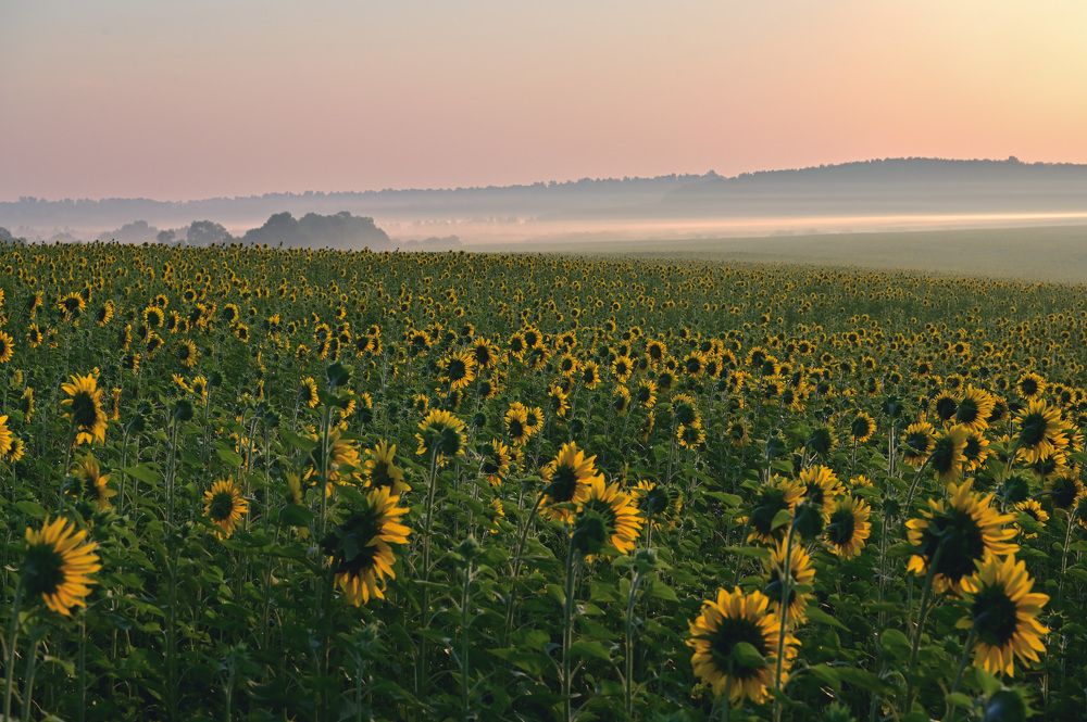 Равнение на солнце