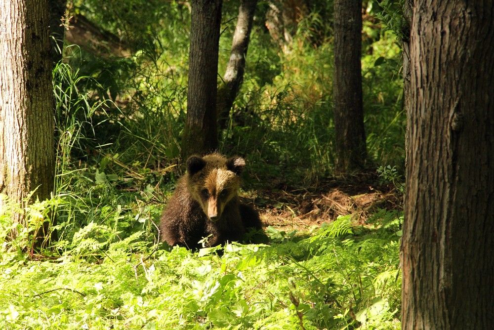 -Вот такой я красивый)