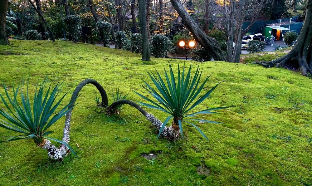 Photograph by Виктор Шандоров