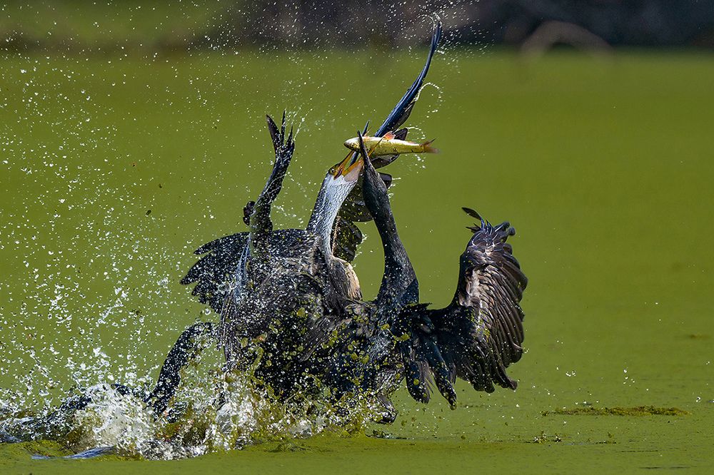 Photograph by Mrinal Sen
