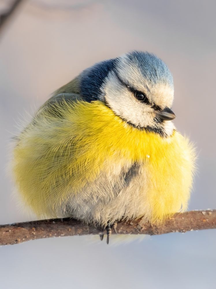 Blue tit portrait