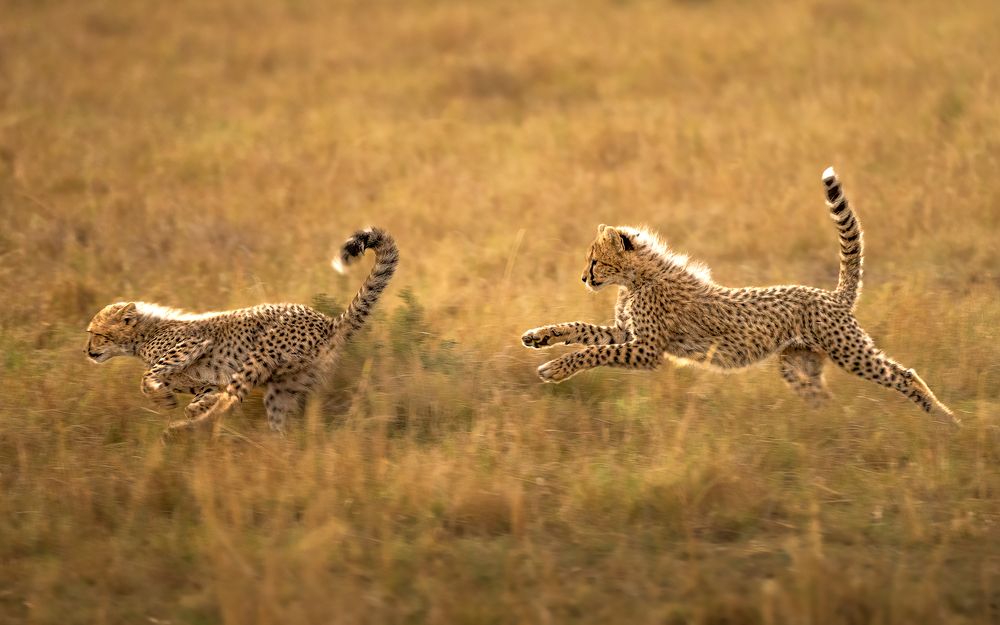 Cheetah Cubs Play-fight